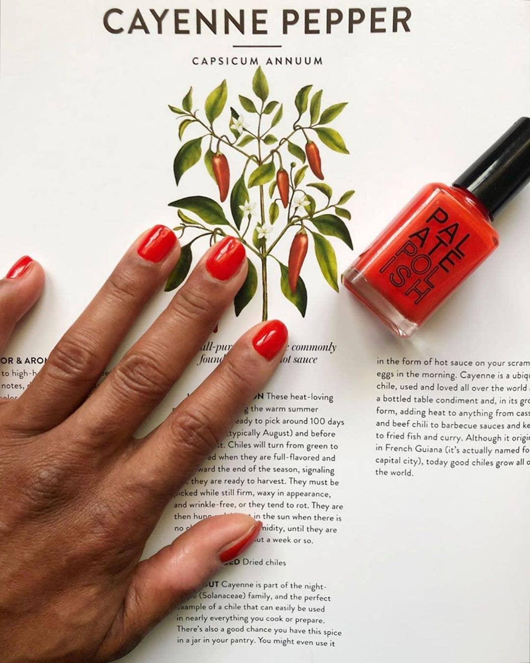 Palate Polish Nail Polish - 19+ Colors