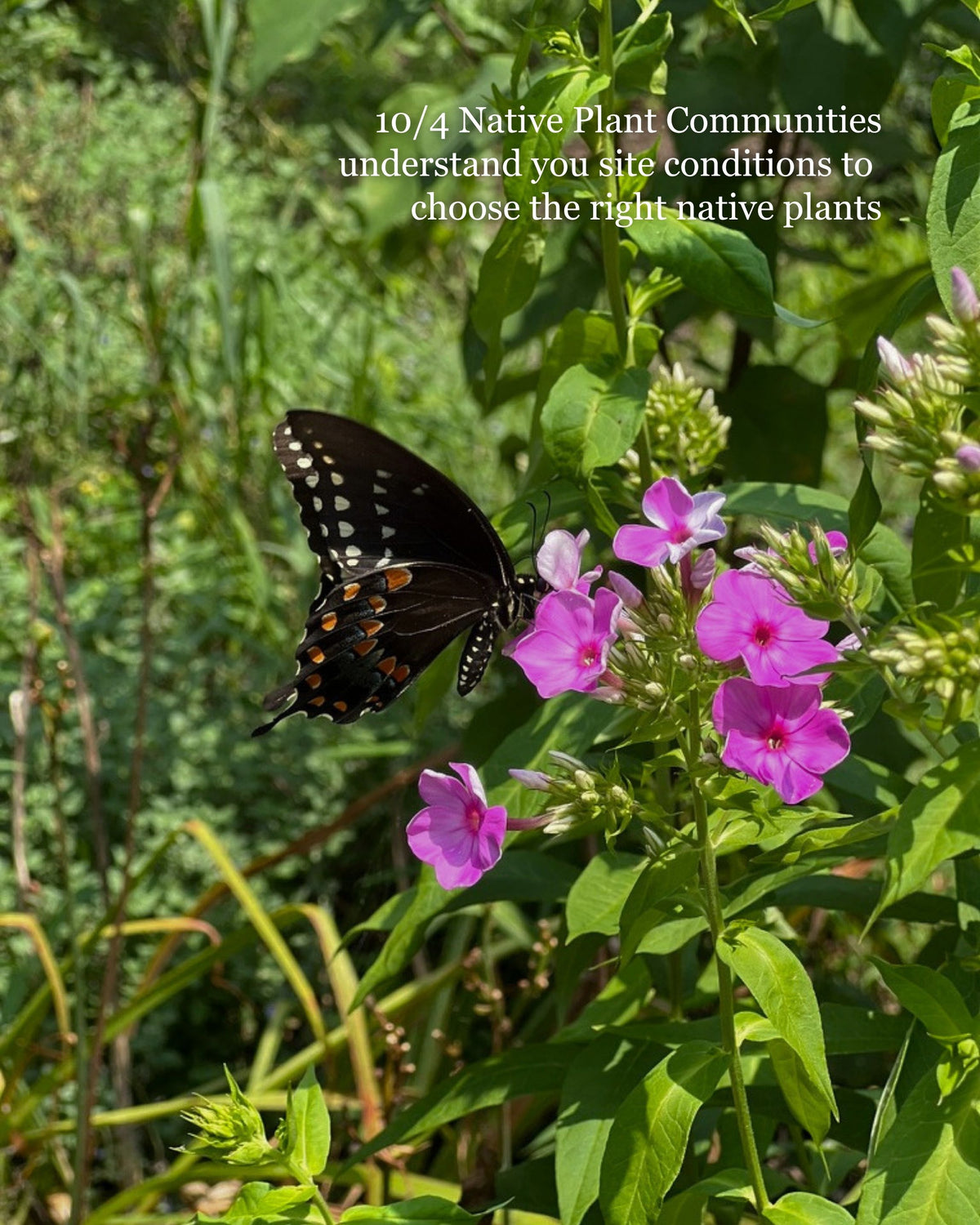 SEPT 20 & OCT 4 | Native Garden Design Workshop