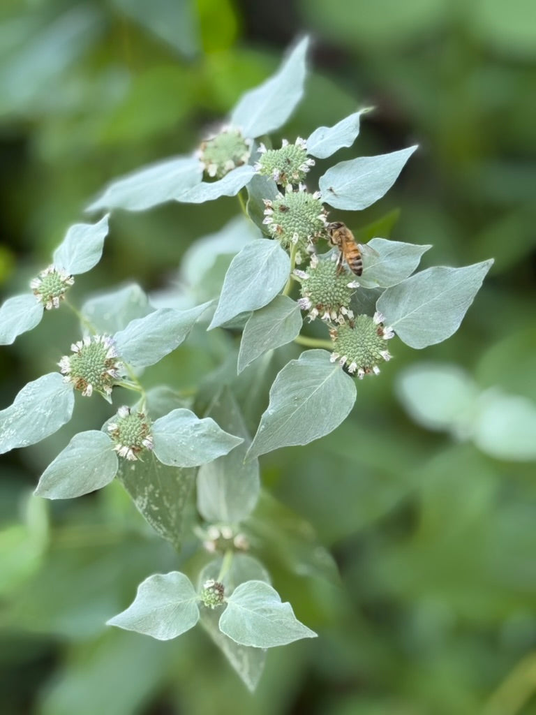MAY 17 & JUN 14 | Native Garden Design Workshop