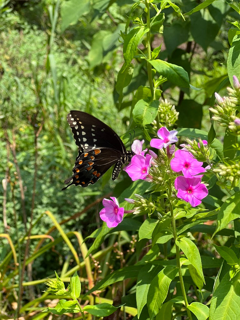 MAY 17 & JUN 14 | Native Garden Design Workshop
