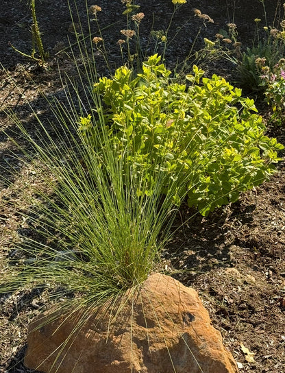 MAY 17 & JUN 14 | Native Garden Design Workshop